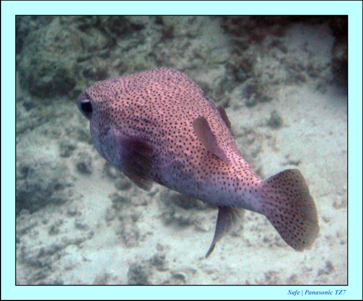 2009   07   Matakin 44